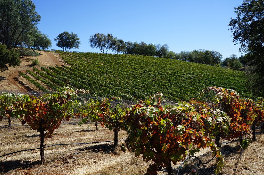 Shake Ridge Ranch, Mourvedre